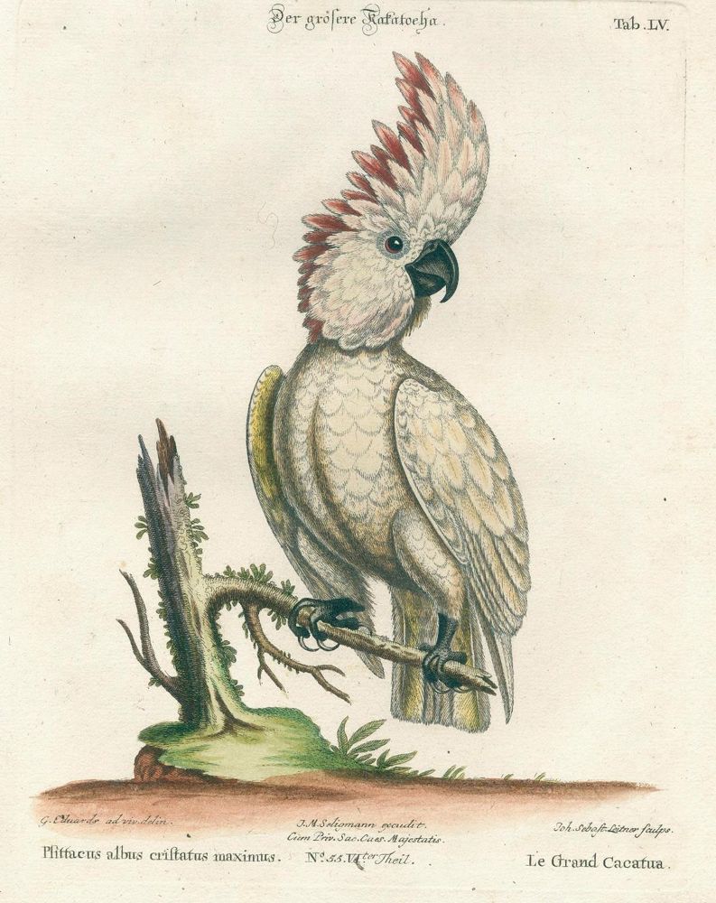 Große Abbildung Nr.8: 131-1395 Seligmann,J.M.: (Zoologie, Vögel)