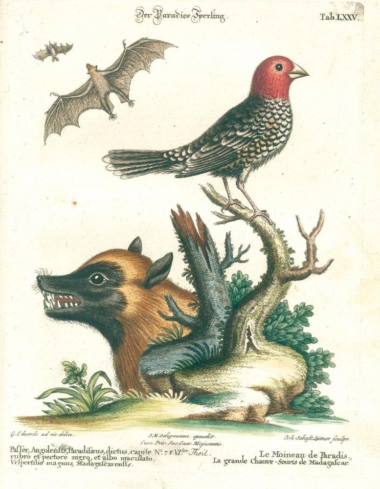 Große Abbildung Nr.9: 131-1395 Seligmann,J.M.: (Zoologie, Vögel)