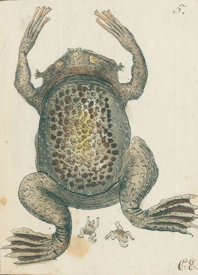 Große Abbildung Nr.1: 131-1397 Zoologie.: (Zoologie)