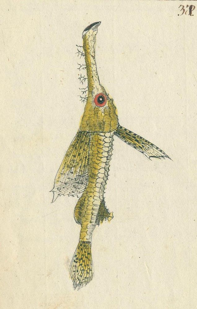 Große Abbildung Nr.5: 131-1397 Zoologie.: (Zoologie)
