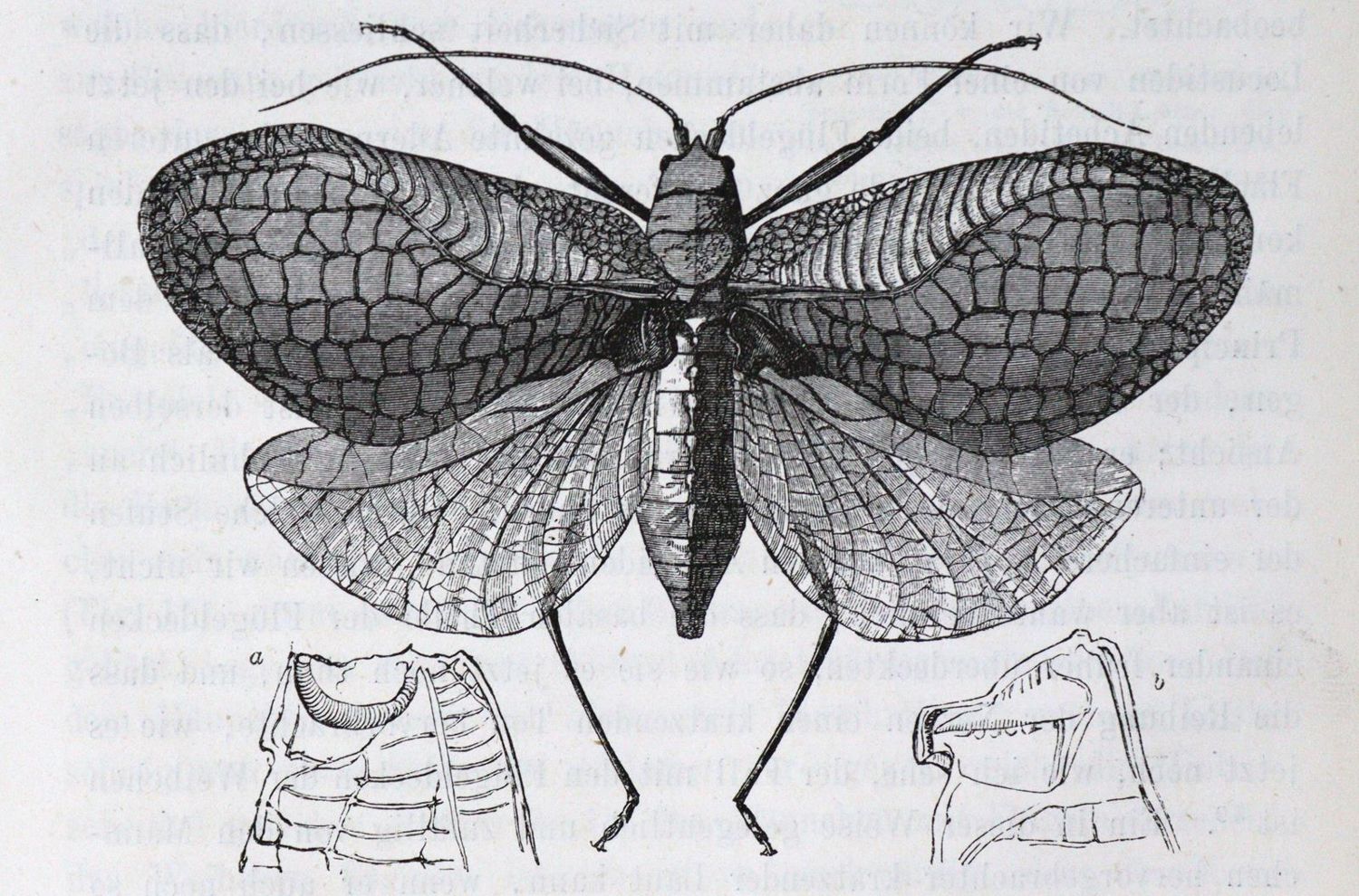 Große Abbildung Nr.3: 131-1415 Darwin,C.: (Verschiedene Gebiete - Varia)