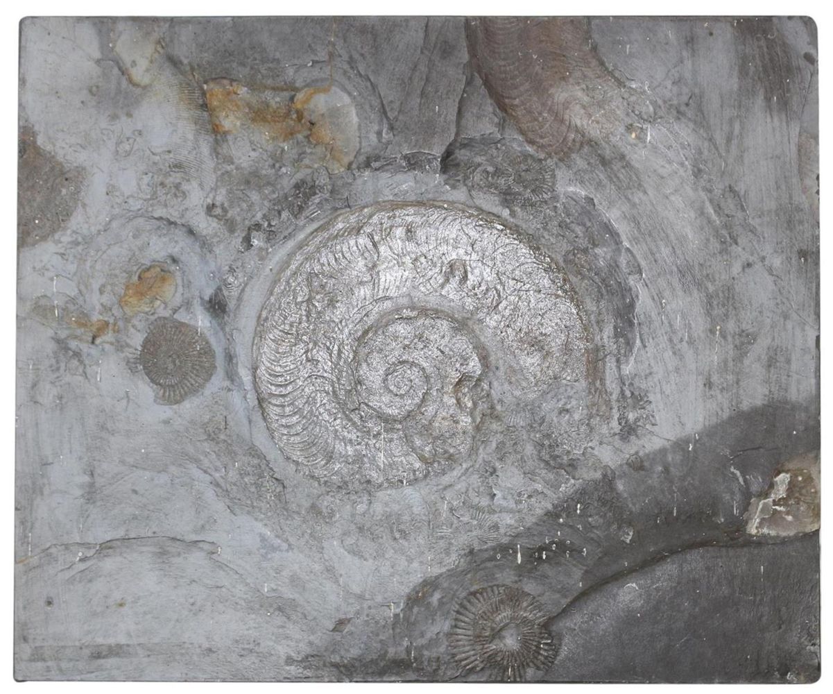 Große Abbildung Nr.1: 131-1855 Fossilien Grube Katzenberg.: (Varia)