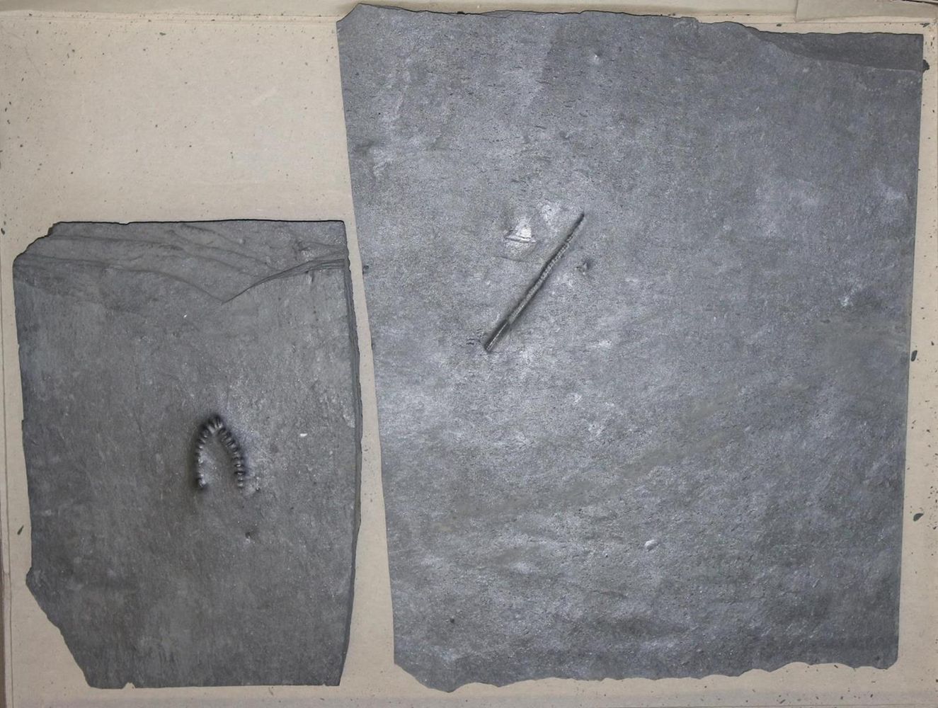 Große Abbildung Nr.6: 131-1855 Fossilien Grube Katzenberg.: (Varia)