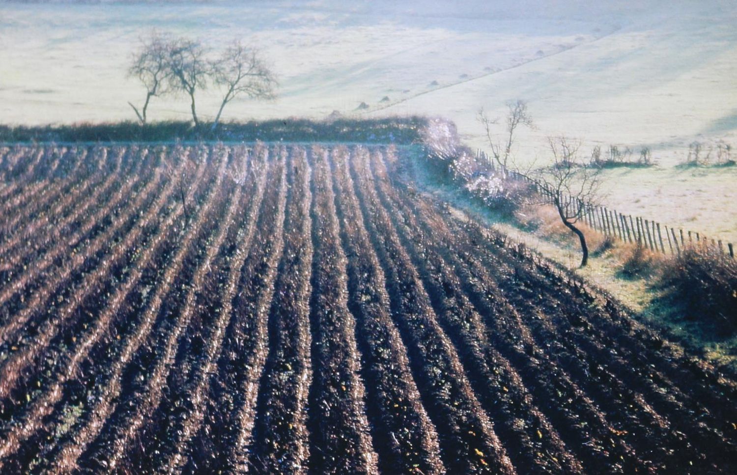 Große Abbildung Nr.1: 131-2394 Rougemont, Armand: (Photographie)