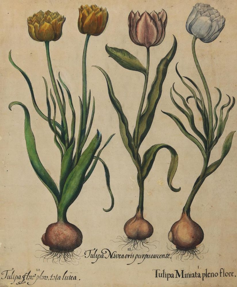 Große Abbildung Nr.2: 131-2411 Besler.: (Varia, Botanik)