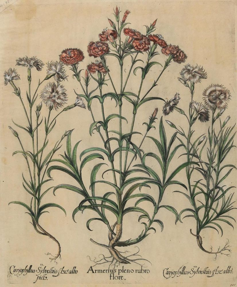 Große Abbildung Nr.3: 131-2411 Besler.: (Varia, Botanik)