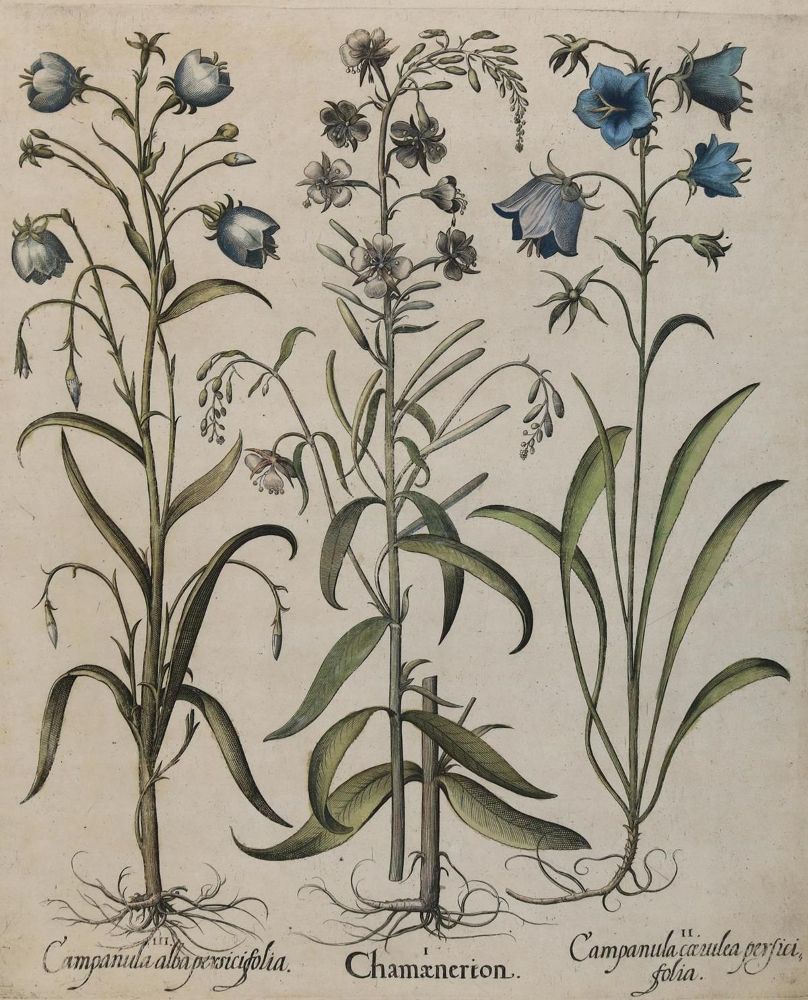 Große Abbildung Nr.4: 131-2411 Besler.: (Varia, Botanik)