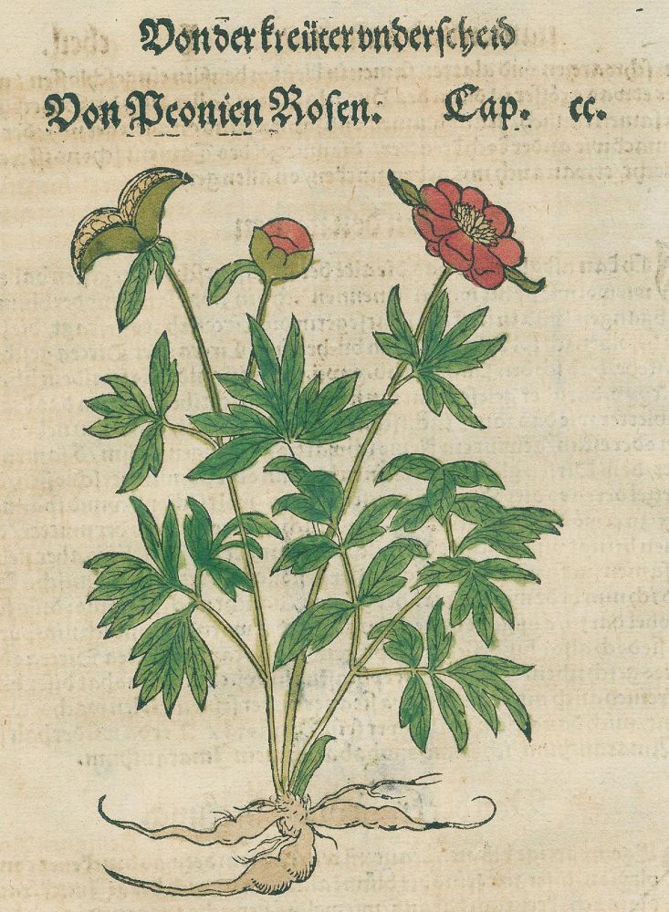 Große Abbildung Nr.1: 131-2413 Bock,H.: (Varia, Botanik)