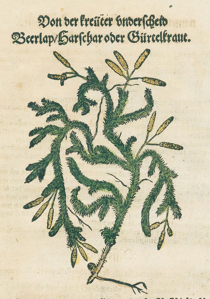 Große Abbildung Nr.2: 131-2413 Bock,H.: (Varia, Botanik)