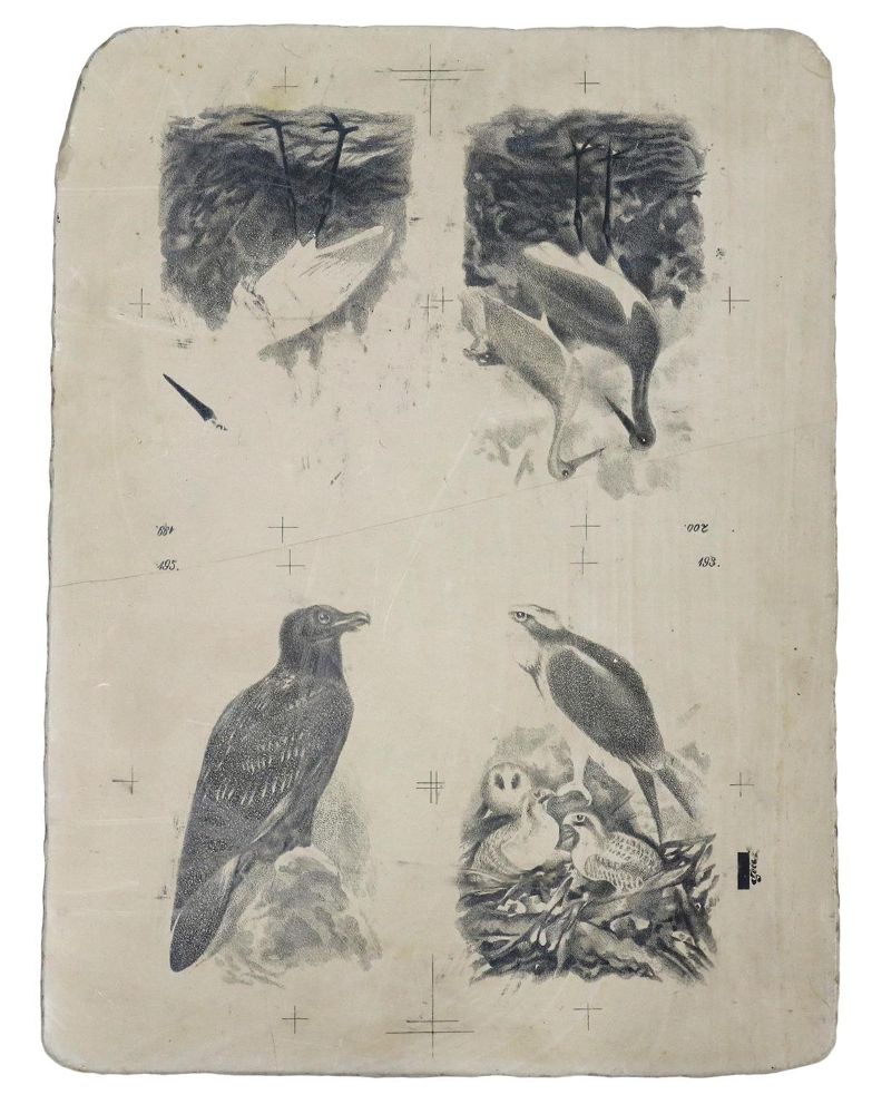 Große Abbildung Nr.1: 131-2542 Lithographiestein: (Varia, Zoologie)