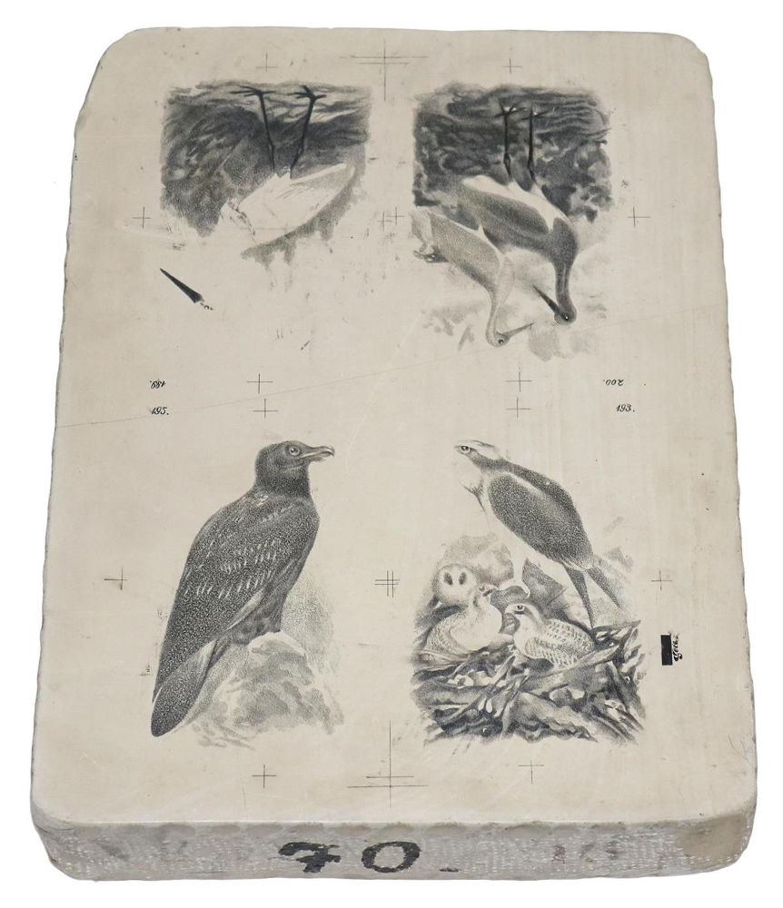 Große Abbildung Nr.2: 131-2542 Lithographiestein: (Varia, Zoologie)