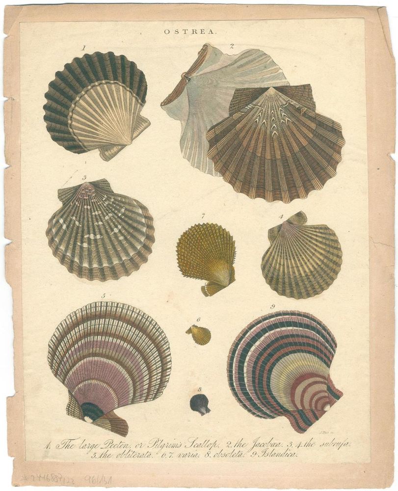 Große Abbildung Nr.1: 131-2544 Muscheln.: (Varia, Zoologie)