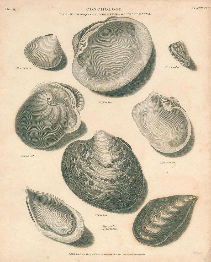 Große Abbildung Nr.2: 131-2544 Muscheln.: (Varia, Zoologie)