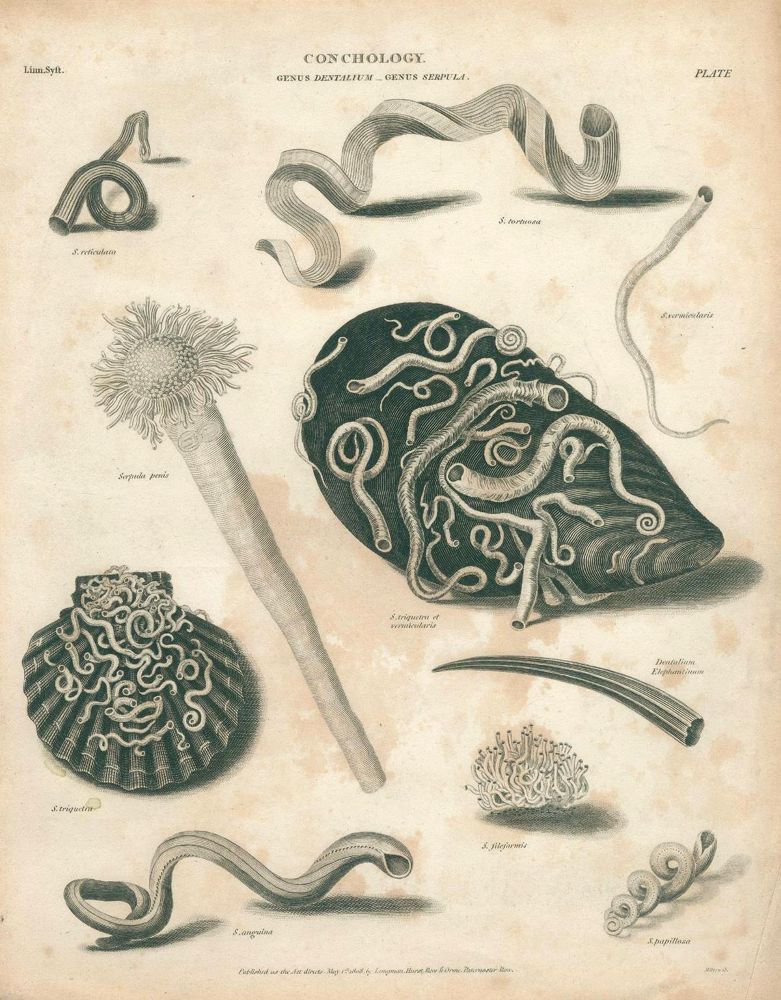 Große Abbildung Nr.3: 131-2544 Muscheln.: (Varia, Zoologie)