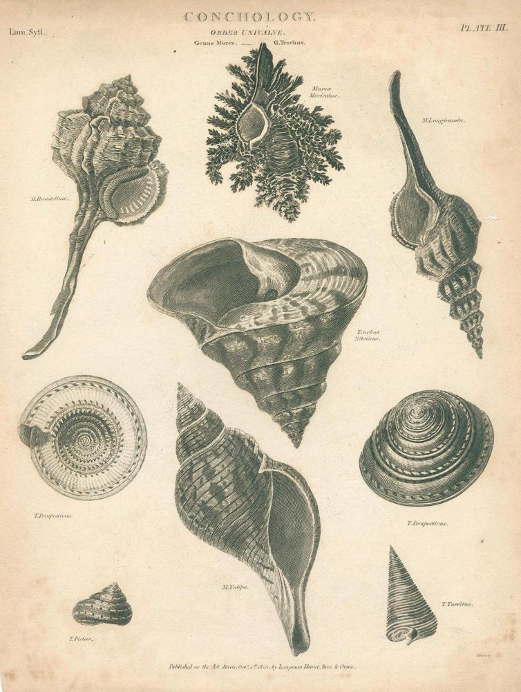 Große Abbildung Nr.4: 131-2544 Muscheln.: (Varia, Zoologie)