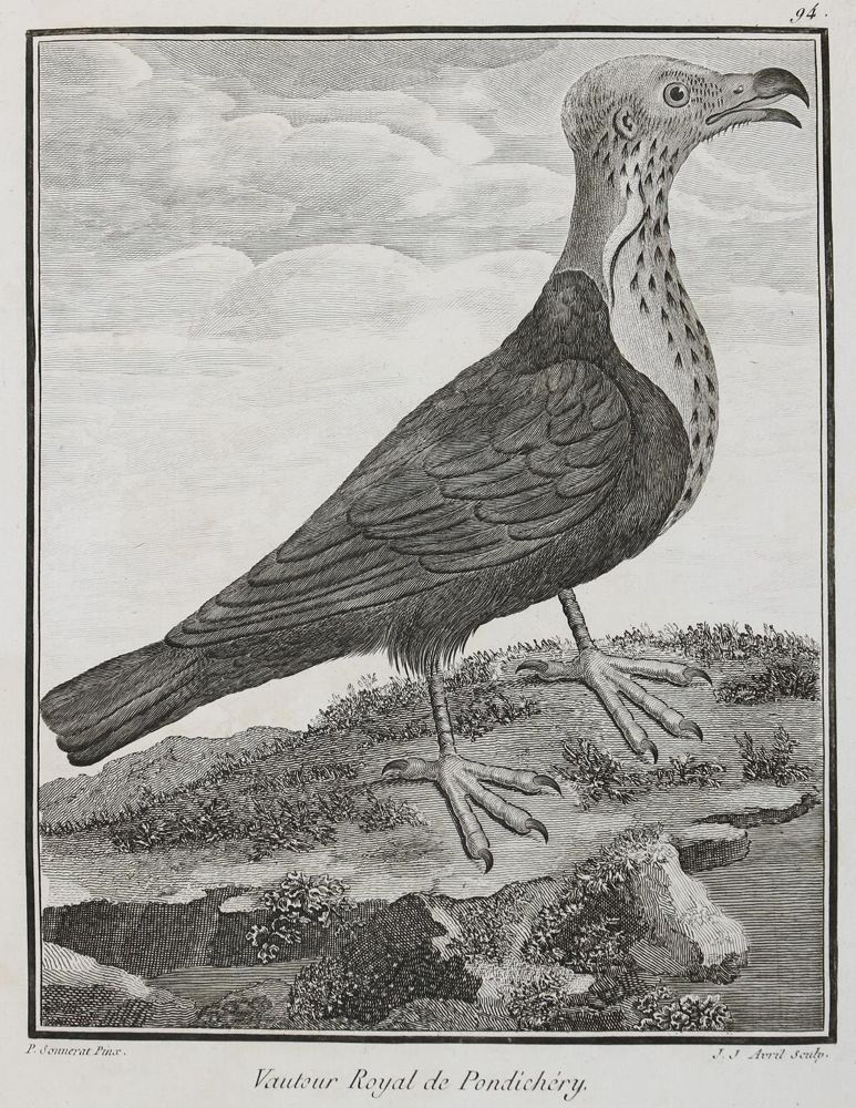 Große Abbildung Nr.1: 131-2546 Vögel.: (Varia, Zoologie)
