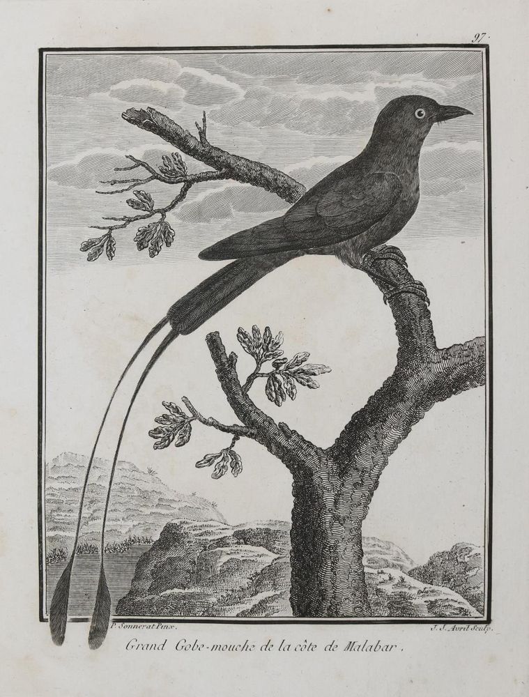 Große Abbildung Nr.22: 131-2546 Vögel.: (Varia, Zoologie)