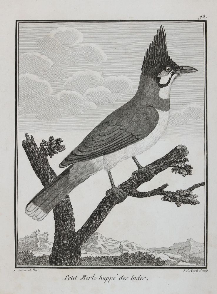 Große Abbildung Nr.23: 131-2546 Vögel.: (Varia, Zoologie)