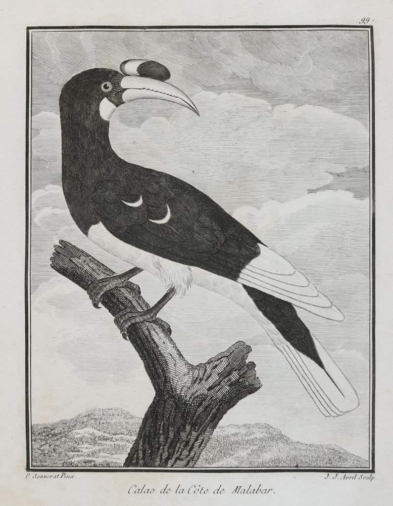 Große Abbildung Nr.24: 131-2546 Vögel.: (Varia, Zoologie)