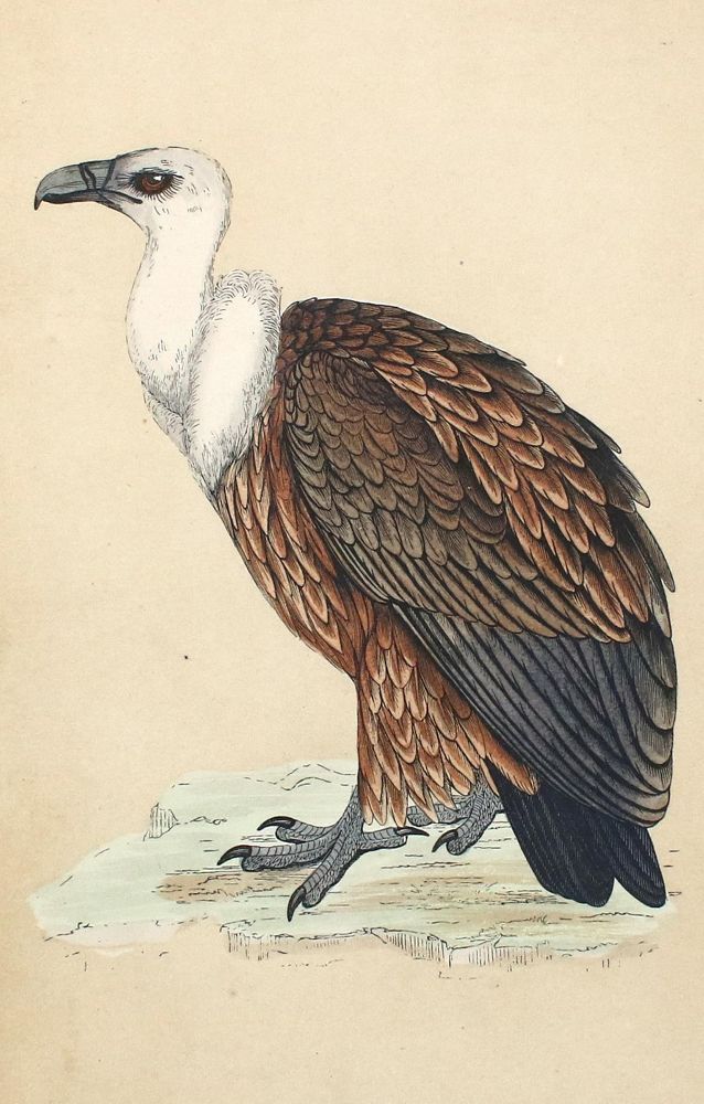Große Abbildung Nr.1: 131-2548 Sammlung: (Varia, Zoologie, Vögel)