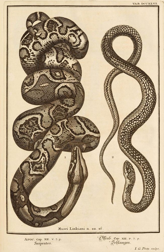 Große Abbildung Nr.5: 131-264 Scheuchzer,J.J.: (Alte Drucke, Handschriften und Theologie)