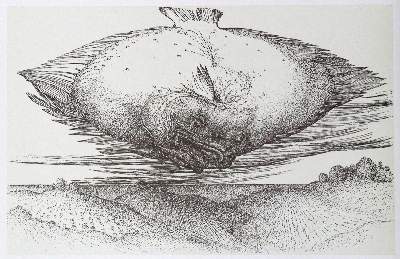 Bild Nr.1: 131-1147 Grass,G.: (Literatur und illustrierte Bücher 20.Jahrhundert - Alte Literatur in modernen Ausgaben)