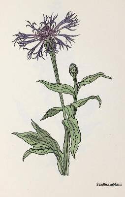 Bild Nr.1: 131-1182 Koch,R.: (Kredel)