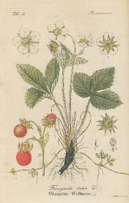 Bild Nr.1: 131-1305 : (Botanik, Flora von Deutschland.)