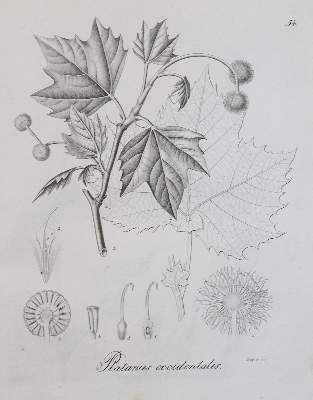 Bild Nr.2: 131-1306 Hartig,T.: (Botanik)