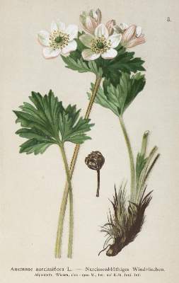 Bild Nr.1: 131-1307 Hartinger,A.: (Botanik)