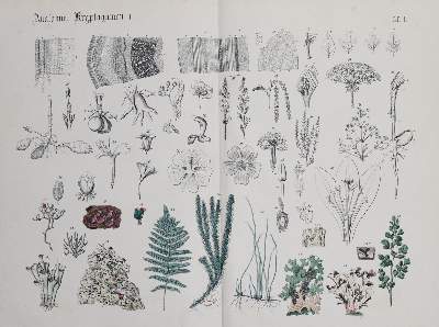 Bild Nr.3: 131-1309 Hoffmann,C.: (Botanik)