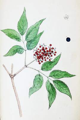 Bild Nr.1: 131-1311 (Labram,J.D.: (Botanik)