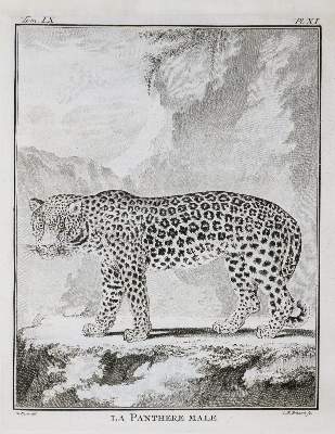 Bild Nr.3: 131-1314 Pennant,T.: (Botanik)