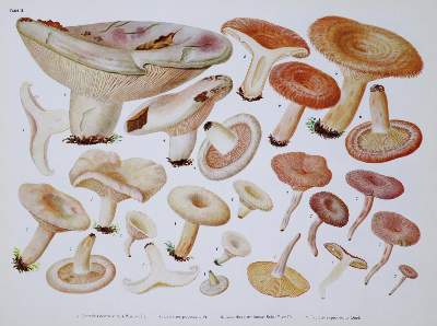 Bild Nr.1: 131-1315 Pilze Mitteleuropas., Die.: (Botanik, Pilze)