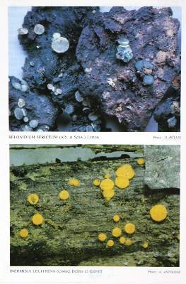 Bild Nr.12: 131-1315 Pilze Mitteleuropas., Die.: (Botanik, Pilze)