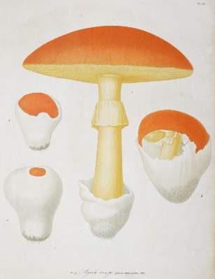 Bild Nr.2: 131-1316 Roques,J.: (Botanik, Pilze)