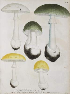 Bild Nr.3: 131-1316 Roques,J.: (Botanik, Pilze)