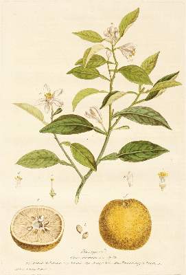 Bild Nr.1: 131-1317 Regnault,(N.F.).: (Botanik)