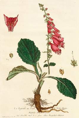 Bild Nr.2: 131-1317 Regnault,(N.F.).: (Botanik)
