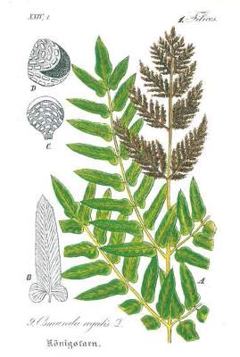 Bild Nr.1: 131-1318 Schlechtendal,D.F.L. u. L.E.Langethal: (Botanik)