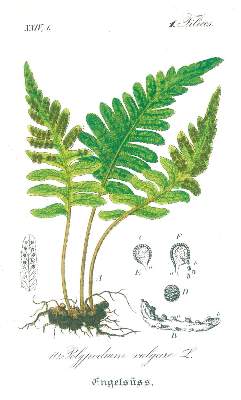 Bild Nr.2: 131-1318 Schlechtendal,D.F.L. u. L.E.Langethal: (Botanik)