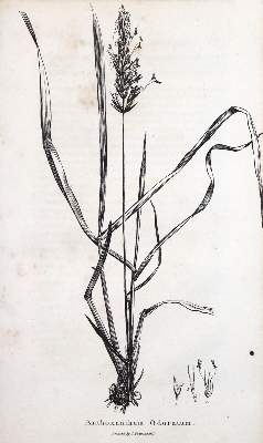 Bild Nr.1: 131-1320 Sinclair,G.: (Botanik)