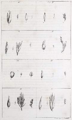 Bild Nr.2: 131-1320 Sinclair,G.: (Botanik)