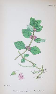 Bild Nr.1: 131-1323 Sowerby,J.: (Botanik)