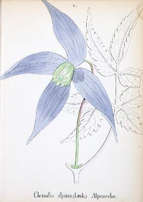Bild Nr.1: 131-1330 Weber,J.C.: (Botanik)