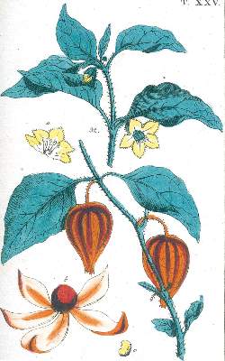Bild Nr.3: 131-1331 (Wilhelm,G.T.).: (Botanik)