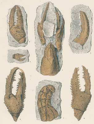 Bild Nr.2: 131-1377 Fritsch,A.: (Zoologie, Crustaceen, Paläontologie)