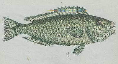 Bild Nr.3: 131-1381 Gmelin, C. C.: (Zoologie)