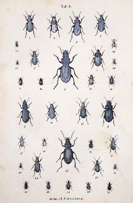 Bild Nr.1: 131-1385 Calwer,C.G.: (Zoologie, Käfer)