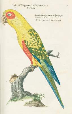 Bild Nr.2: 131-1393 Frisch,J.L.: (Zoologie, Vögel)